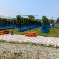 大学の中に畑があって。