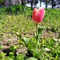 骨密度は、測り方によって、うその結果が出ることがある