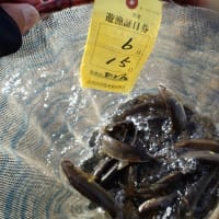 また午前中ボーやった（爆）（６月15日釣行記）