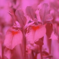 ガザニアとアヤメの花・紫外線吸収と反射について