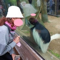 アビニシアコロンブスが携帯に興味を持つてる「ズーラシア動物園」