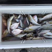 １号船午後便イサキ釣りです。