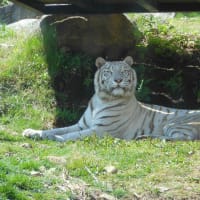 ナッツ（チワギー）　お土産をもらったよ