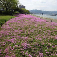 大津湖岸の芝桜