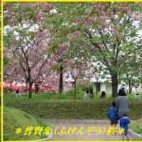 2024ー04（👴）花散歩～サクラ🌺広島各地へサクラ見物🌸回想記Movie！