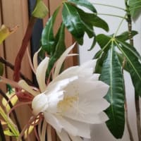 月下美人✨咲きました💕