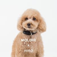 MORDIR (U´Д`)HIRO DOG COLLAR
