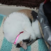丸くなる
