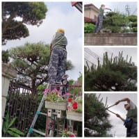 ♪　梅雨の晴れ間を縫って、長男と二人で植木屋さんに変身！