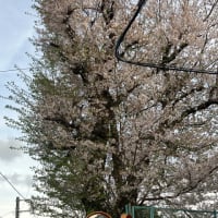 妹の家の庭に咲く可憐な花　その３と散る桜