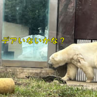 シャオシャオのおしり