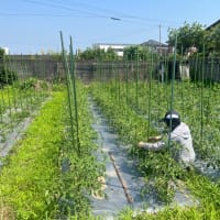 中玉トマト結束など