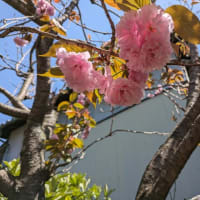 桜の季節も終わり