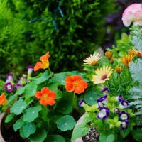 ●我が家の５月の花（7）　オステオスペルマム　シルバーレース　ラナンキュラス　寄せ植え