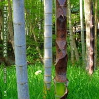 竹稈の緑