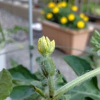 植物は育つ