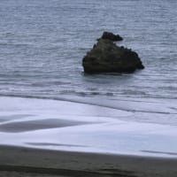 大磯照ヶ崎海岸～アオバト飛来