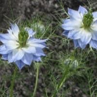 6/21　めぐり～散歩道の花たち(56)