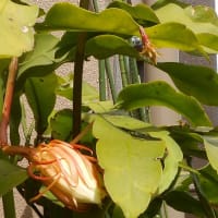 あ～ 月下美人の花が見てみたい