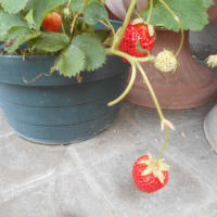 ミニ菜園の花など・・