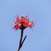 花の木（ﾊﾅﾉｷ）開花