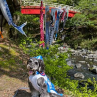 五竜の滝・5月のカレンダー撮影