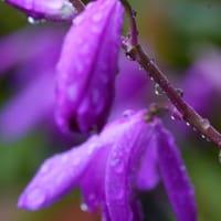 ●我が家の５月の花　ヒペリカム・アンドロサエマム　小さな赤い実　雨のしずく  紫瀾　(シラン)
