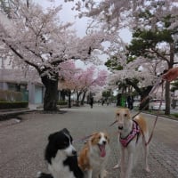 十和田官庁街通り桜満開