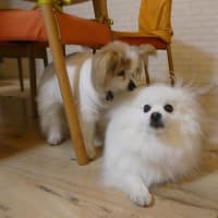 ぷくにぶつかるらぁちゃん