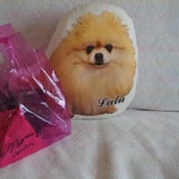 きのうはウチの子記念日でした
