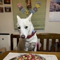 しらたま祝１歳！