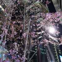 陽光桜、いよいよ咲く。