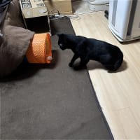飛べ　めけｗ