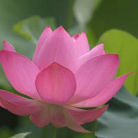 鶴舞公園の胡蝶ヶ池-蓮の花-2