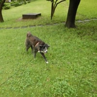らっきょう、漬けました
