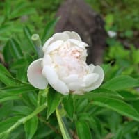 「花壇のシャクヤク」、終わりの映え。