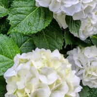 白いあじさい　１１９１４回目のブログ更新