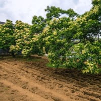 6月8日(日) 座り込みの前にヒト歩き