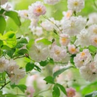 みつけイングリッシュガーデンで花撮影