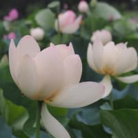 夕暮れ時の古代蓮の里