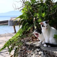九州F島の猫たち　2025年4月　その10