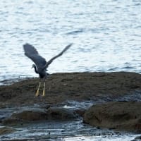 09/06探鳥記録写真-2：狩尾岬の鳥たち（クロサギの採餌模様、イソヒヨドリ、）