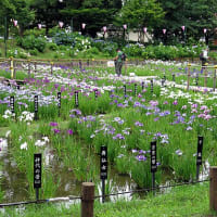 しょうぶ沼公園