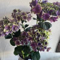 来年用の紫陽花ハウス物