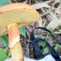 今年初、秋のキノコ🍄🍁