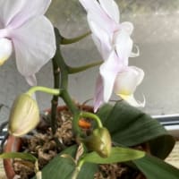 胡蝶蘭が咲きました