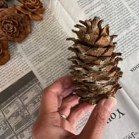 Diffrent kinds of pinecones