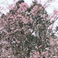 枝垂れ桜リレー