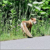 獲物を銜えてる