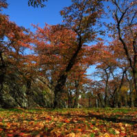 11月7日（月）の岩手公園の紅葉